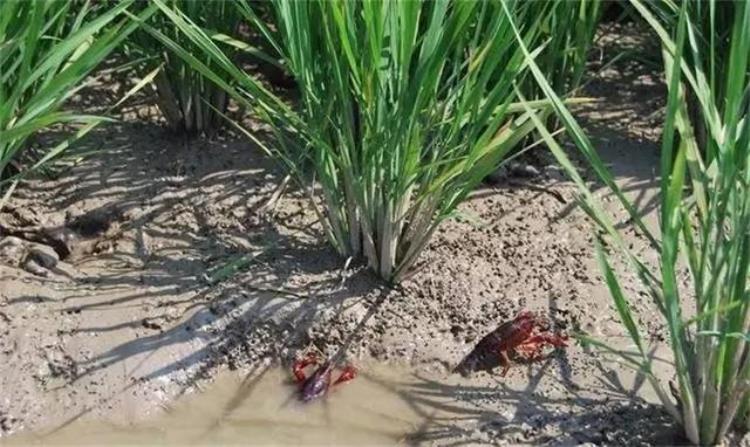 小龙虾往岸上爬是什么原因「塘口小龙虾总是跑上岸正常吗到底是什么原因呢」