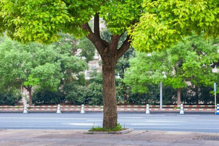 常绿树和落叶树都有哪些「常绿树和落叶树都有哪些」