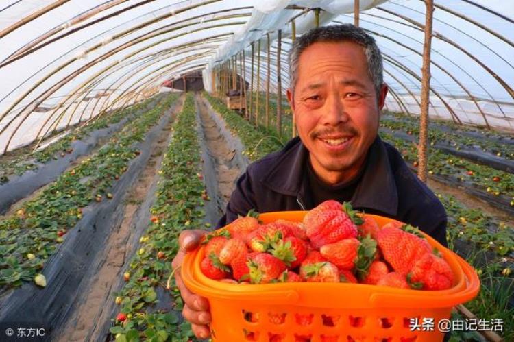 丹东九九草莓种植基地「长达十年的丹东九九草莓种植一」