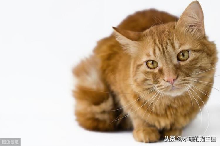 猫咪一直摇头甩耳朵「猫咪总摇头转圈是在卖萌吗别傻了其实是猫咪耳朵发炎啦」