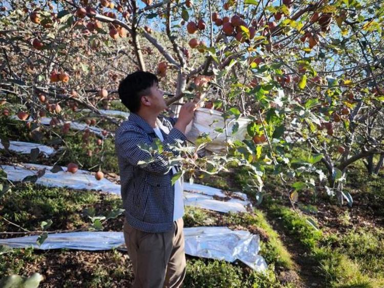 苹果喜获丰收「苹果丰收挂满枝映红致富路」