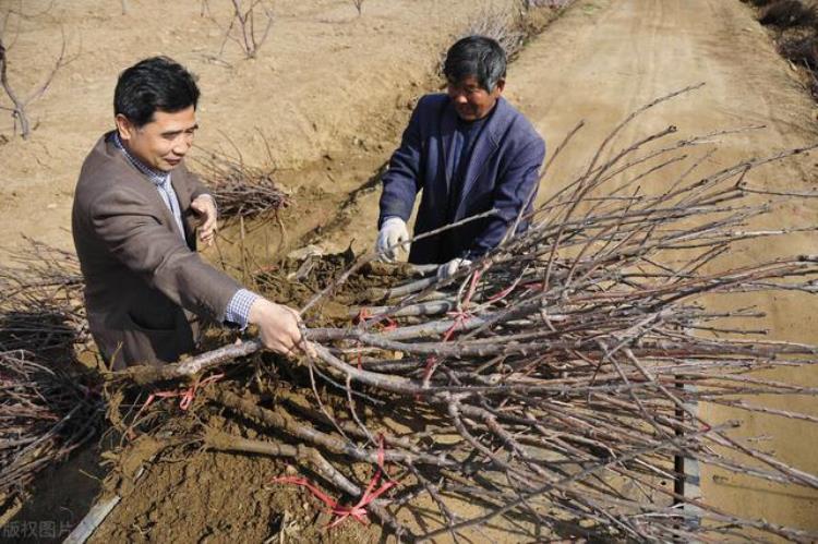 最新苹果品种苗木价格「2020年苹果苗木产量及价格预测」