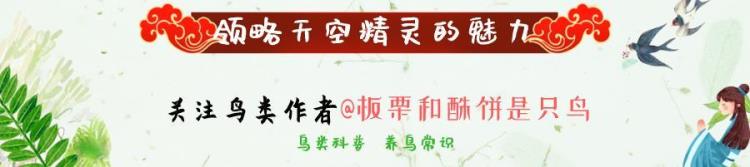 角百灵大叫「上了台儿的才叫角儿笼鸟之王百灵请看完这些讲究再考虑养」