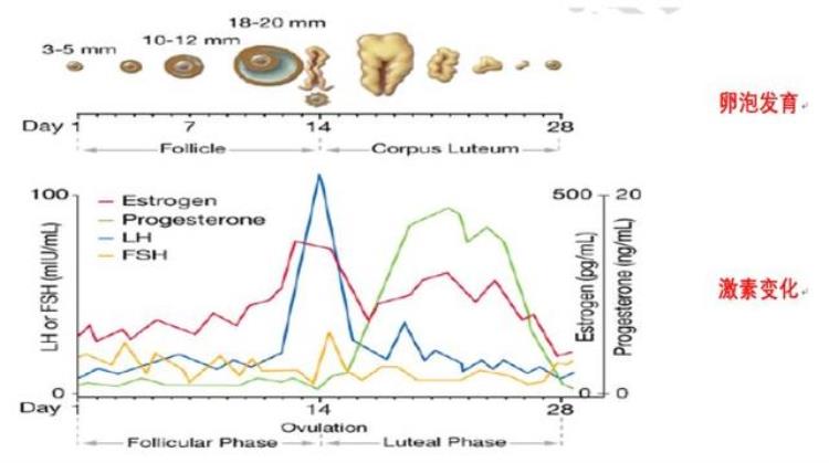 用排卵试纸测了几天都显示排卵是怎么回事「用排卵试纸测了几天都显示排卵是怎么回事」