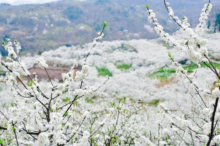 满山的李子花「美翻了上坝3000多亩李子花漫山盛放」