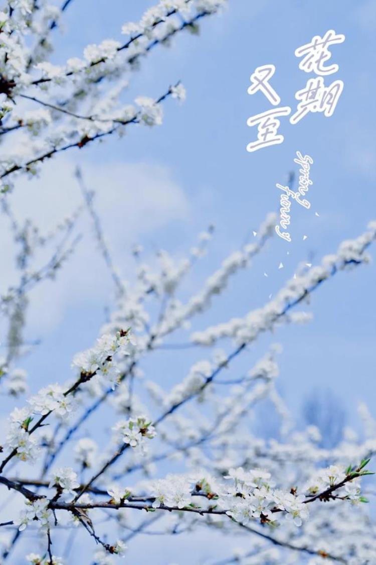 满山的李子花「美翻了上坝3000多亩李子花漫山盛放」