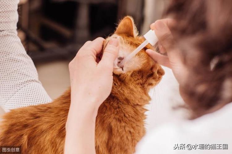 猫咪一直摇头甩耳朵「猫咪总摇头转圈是在卖萌吗别傻了其实是猫咪耳朵发炎啦」