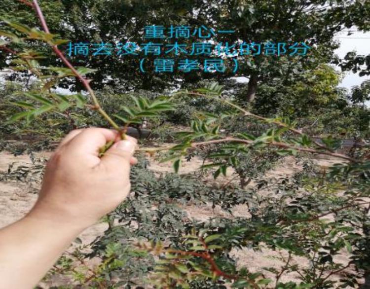 花椒9月份该怎么管理「9月份的花椒园怎么管理来年才能高产」