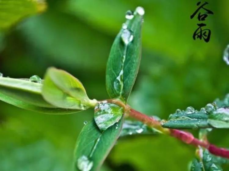 谷雨讲究「老一辈常说谷雨在月头三事要注意老百姓需要注意什么」