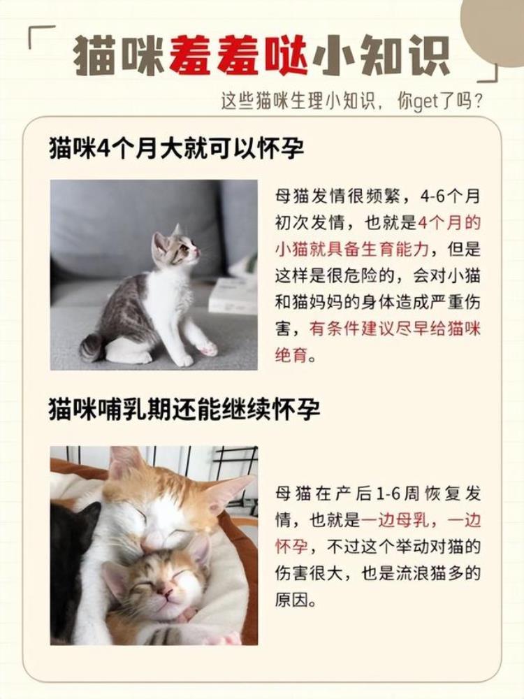 4个月大母猫会怀孕吗「四个月的母猫会不会怀孕母猫怀孕的可能性与相关知识」