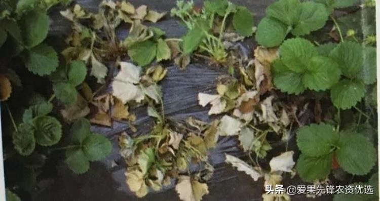 草莓枯死什么原因「草莓突然枯萎罪魁祸首是青枯病还是根腐手把手教你辨别」