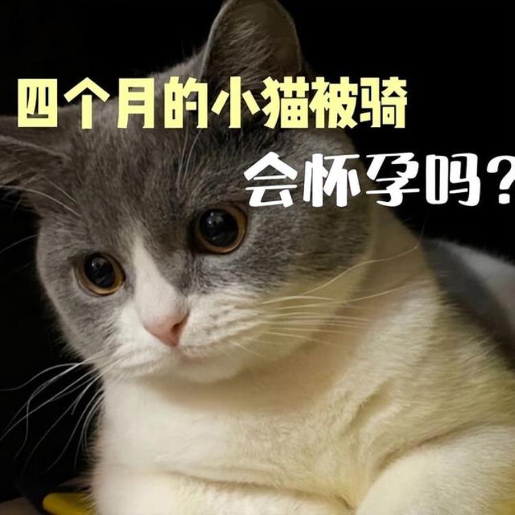 4个月大母猫会怀孕吗「四个月的母猫会不会怀孕母猫怀孕的可能性与相关知识」