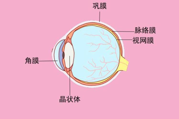 色盲是怎样形成的哪些动物是色盲「色盲是怎样形成的哪些动物是色盲」