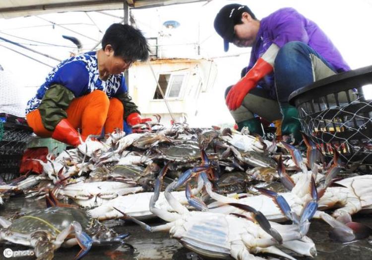 梭子蟹何时有黄「梭子蟹什么时候有黄什么样的蟹黄最多今天终于知道了」