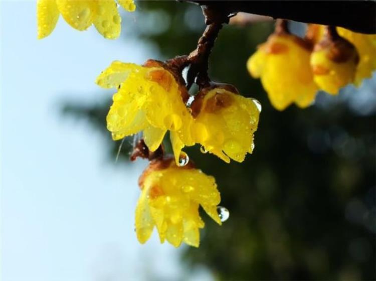 腊梅和梅花是一样的吗「巾帼不让须眉的腊梅原来和梅花并不相同来看你认错了没」