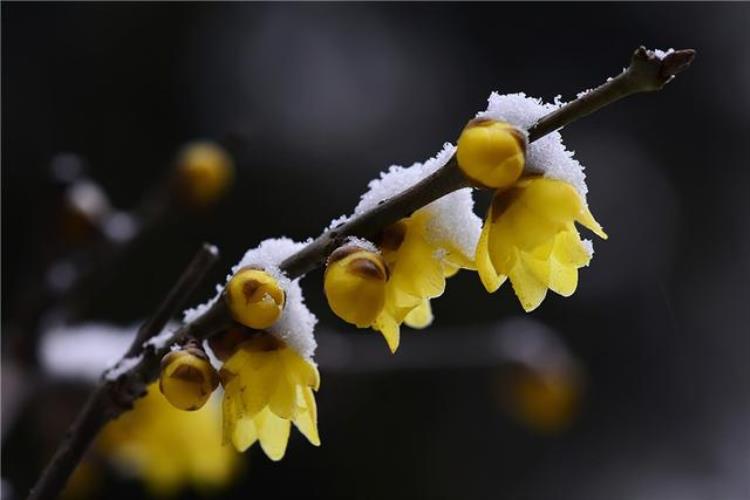 腊梅和梅花是一样的吗「巾帼不让须眉的腊梅原来和梅花并不相同来看你认错了没」