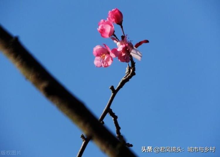 立冬海棠树还开花「植物趣闻冬至公园里海棠反季节开花灿烂美丽」