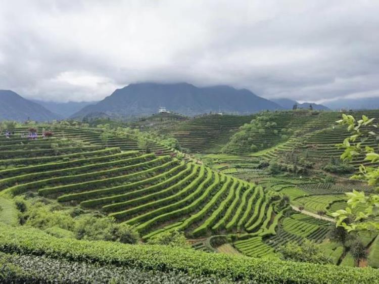 谷雨为何是喝茶的最好时节「谷雨为何是喝茶的最好时节」