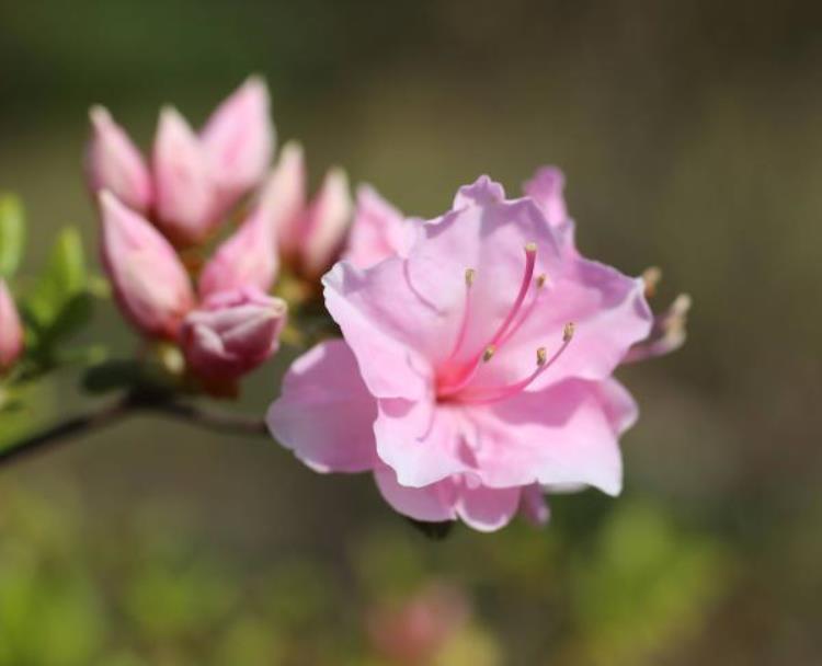 杜鹃花赏花最佳日期「杜鹃花初探枝头下月中上旬迎最佳观赏期」