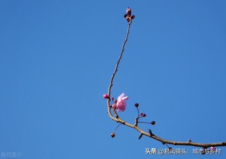 立冬海棠树还开花「植物趣闻冬至公园里海棠反季节开花灿烂美丽」