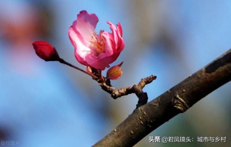 立冬海棠树还开花「植物趣闻冬至公园里海棠反季节开花灿烂美丽」