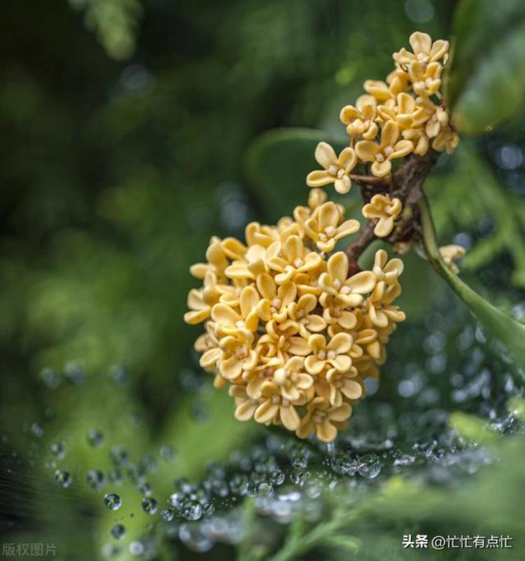 的生日几月几日「你的生日是几月各个月份的绝美雅称快来看看吧」