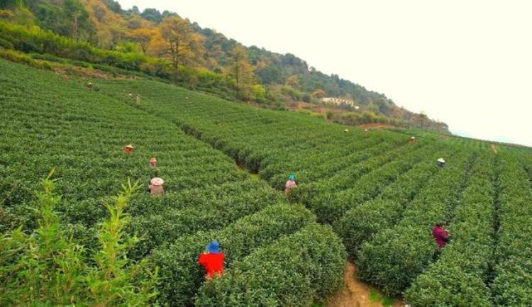 谷雨为何是喝茶的最好时节「谷雨为何是喝茶的最好时节」