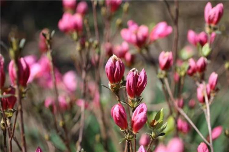 杜鹃花赏花最佳日期「杜鹃花初探枝头下月中上旬迎最佳观赏期」