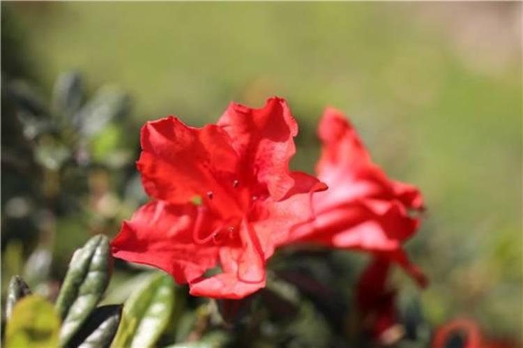 杜鹃花赏花最佳日期「杜鹃花初探枝头下月中上旬迎最佳观赏期」