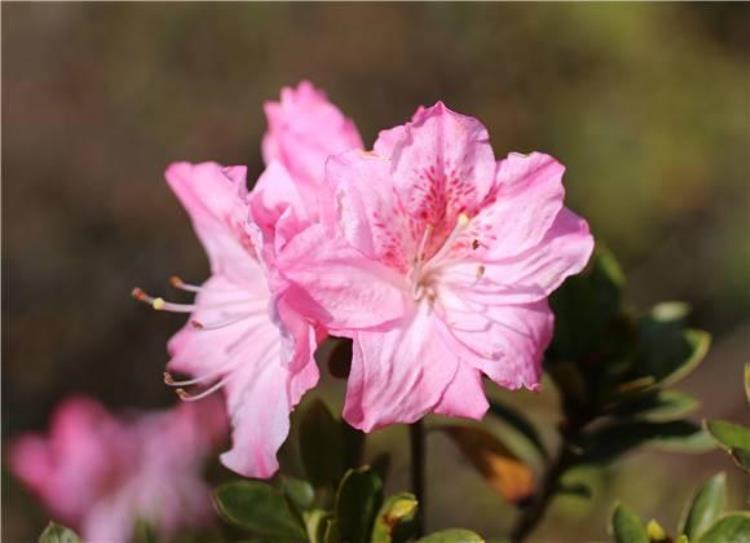 杜鹃花赏花最佳日期「杜鹃花初探枝头下月中上旬迎最佳观赏期」