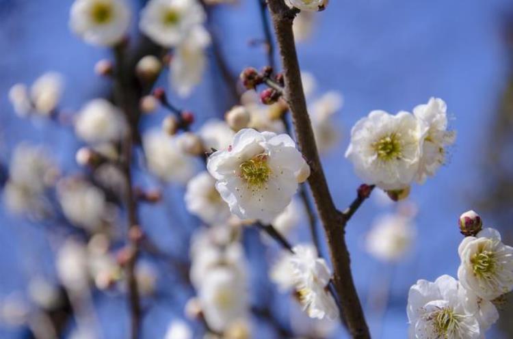 腊梅和梅花是一样的吗「巾帼不让须眉的腊梅原来和梅花并不相同来看你认错了没」