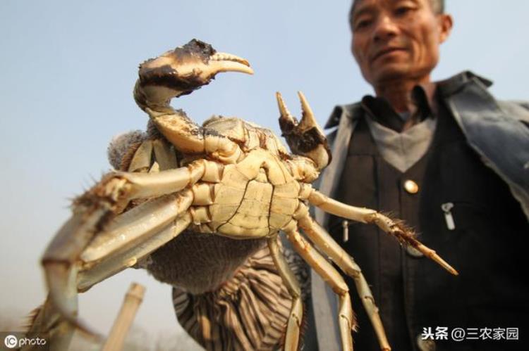 造成螃蟹大量死亡的五大原因分析「造成螃蟹大量死亡的五大原因分析」