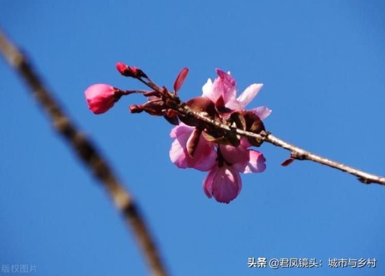 立冬海棠树还开花「植物趣闻冬至公园里海棠反季节开花灿烂美丽」