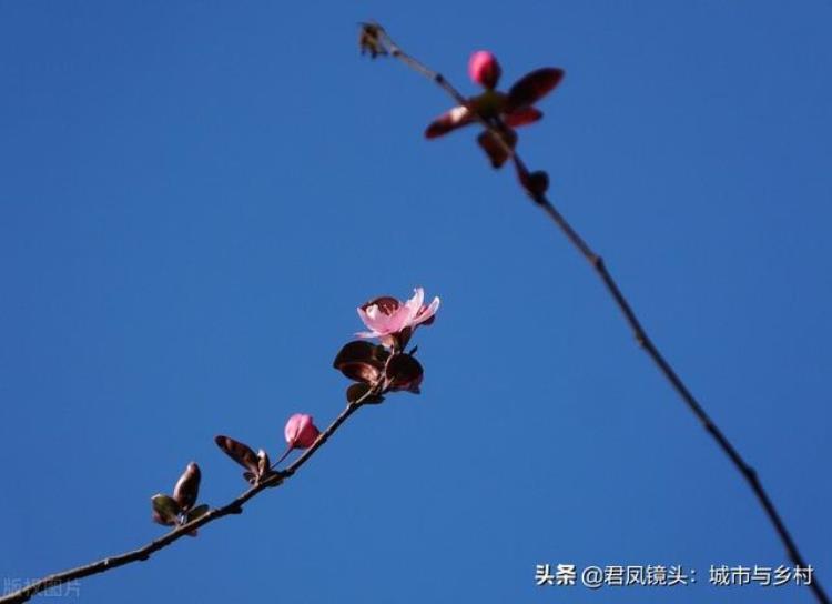 立冬海棠树还开花「植物趣闻冬至公园里海棠反季节开花灿烂美丽」