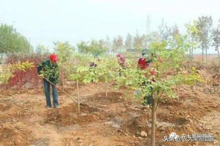 果树先开花还是先发芽「秋植果树先长根春植果树先发芽」