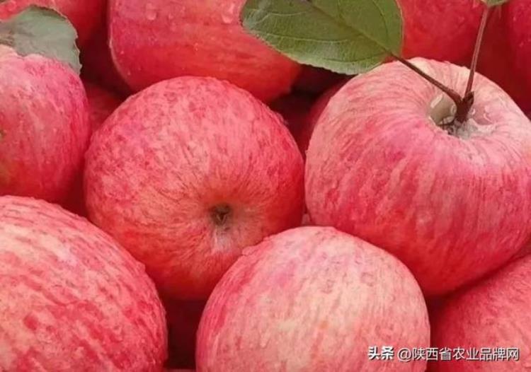 现在什么品种的苹果销量好「现在什么苹果卖得快苹果市场动态评析」