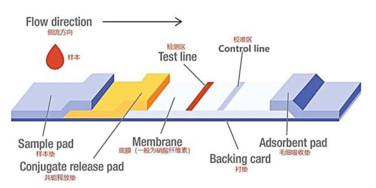 抗原检测的工作原理是什么「抗原检测的工作原理是什么|No341」