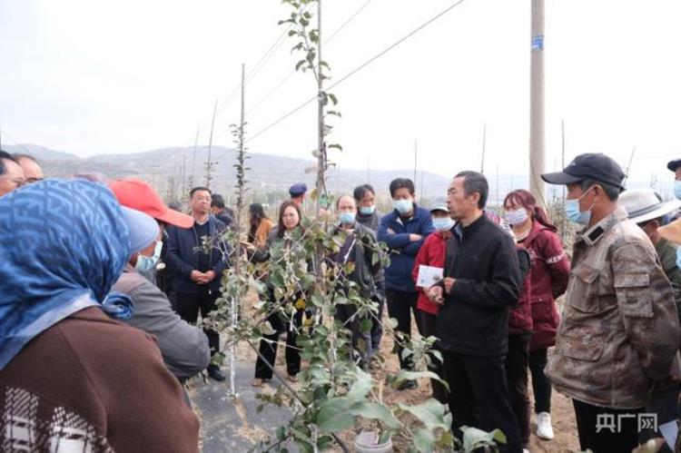 静宁苹果产区都有哪些「甘肃静宁四优改造助力苹果产业高质量发展」