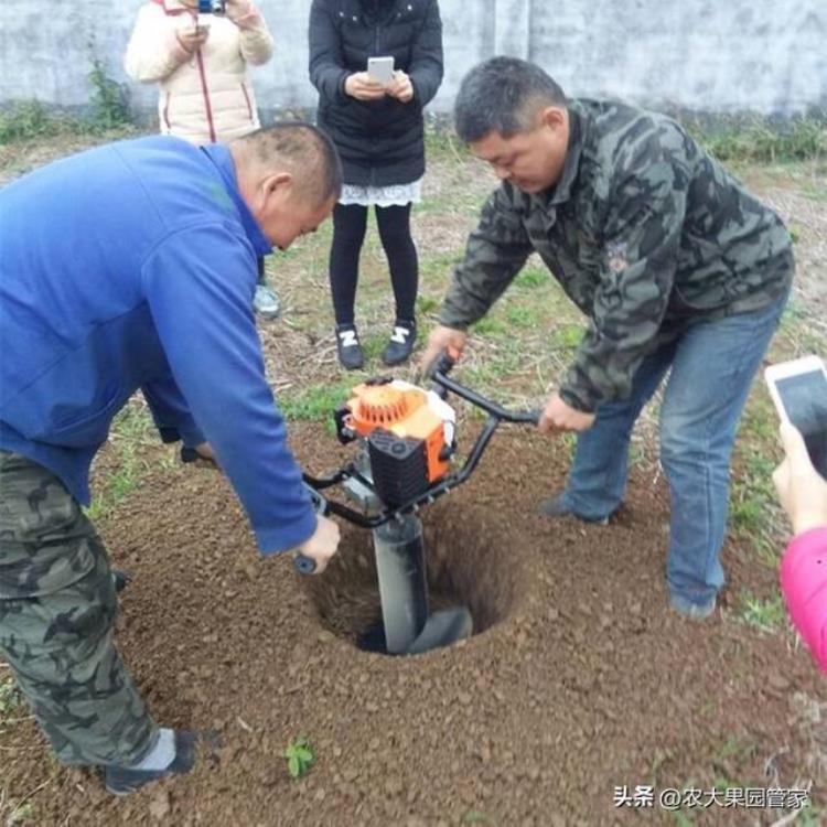 果树先开花还是先发芽「秋植果树先长根春植果树先发芽」