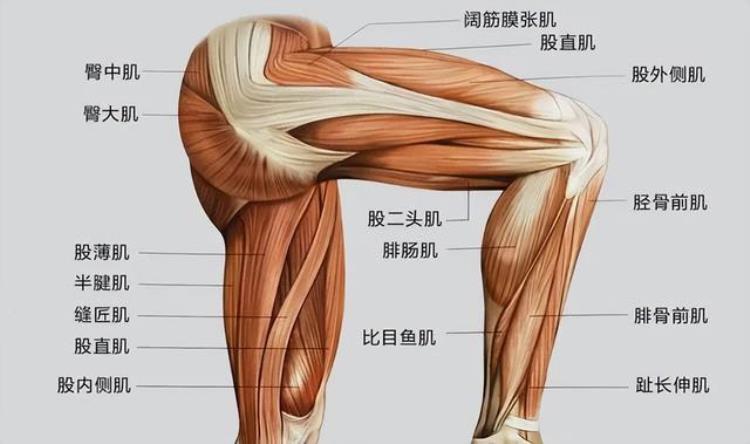 女生储肌能力怎么提高「女性攒肌肉的独特好处心血管功能更强」