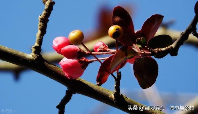 立冬海棠树还开花「植物趣闻冬至公园里海棠反季节开花灿烂美丽」