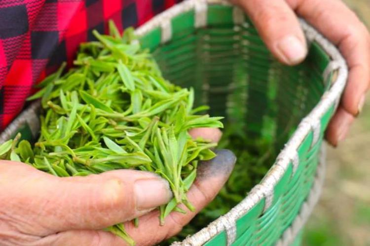 谷雨为何是喝茶的最好时节「谷雨为何是喝茶的最好时节」