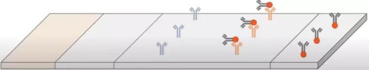 抗原检测的工作原理是什么「抗原检测的工作原理是什么|No341」