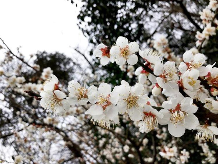 腊梅和梅花是一样的吗「巾帼不让须眉的腊梅原来和梅花并不相同来看你认错了没」