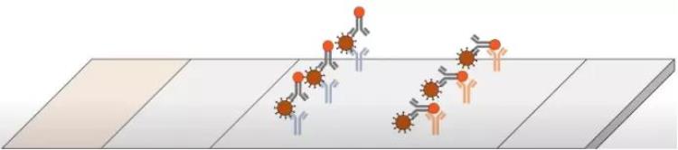抗原检测的工作原理是什么「抗原检测的工作原理是什么|No341」
