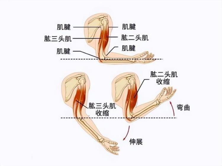 女生储肌能力怎么提高「女性攒肌肉的独特好处心血管功能更强」