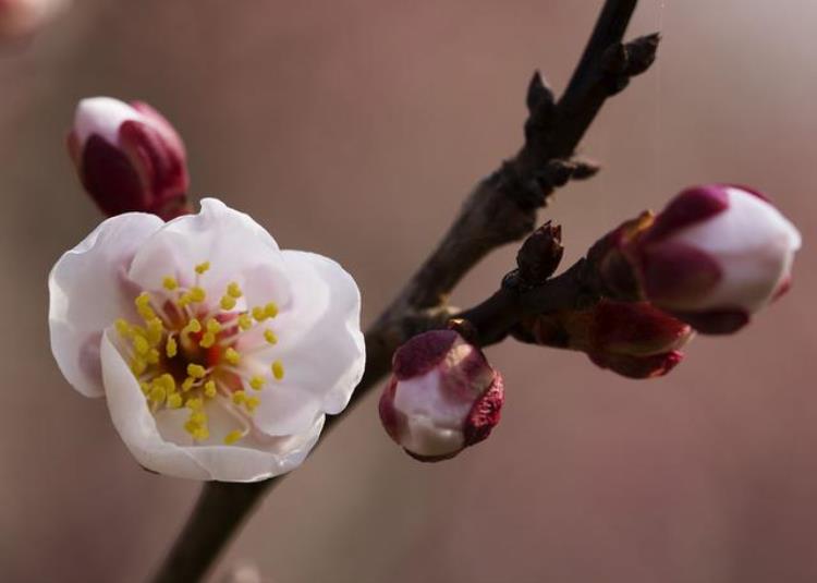 腊梅和梅花是一样的吗「巾帼不让须眉的腊梅原来和梅花并不相同来看你认错了没」