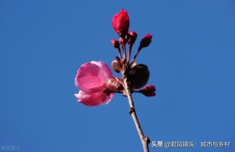 立冬海棠树还开花「植物趣闻冬至公园里海棠反季节开花灿烂美丽」