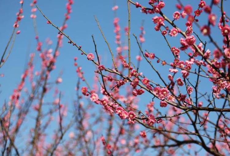 腊梅和梅花是一样的吗「巾帼不让须眉的腊梅原来和梅花并不相同来看你认错了没」