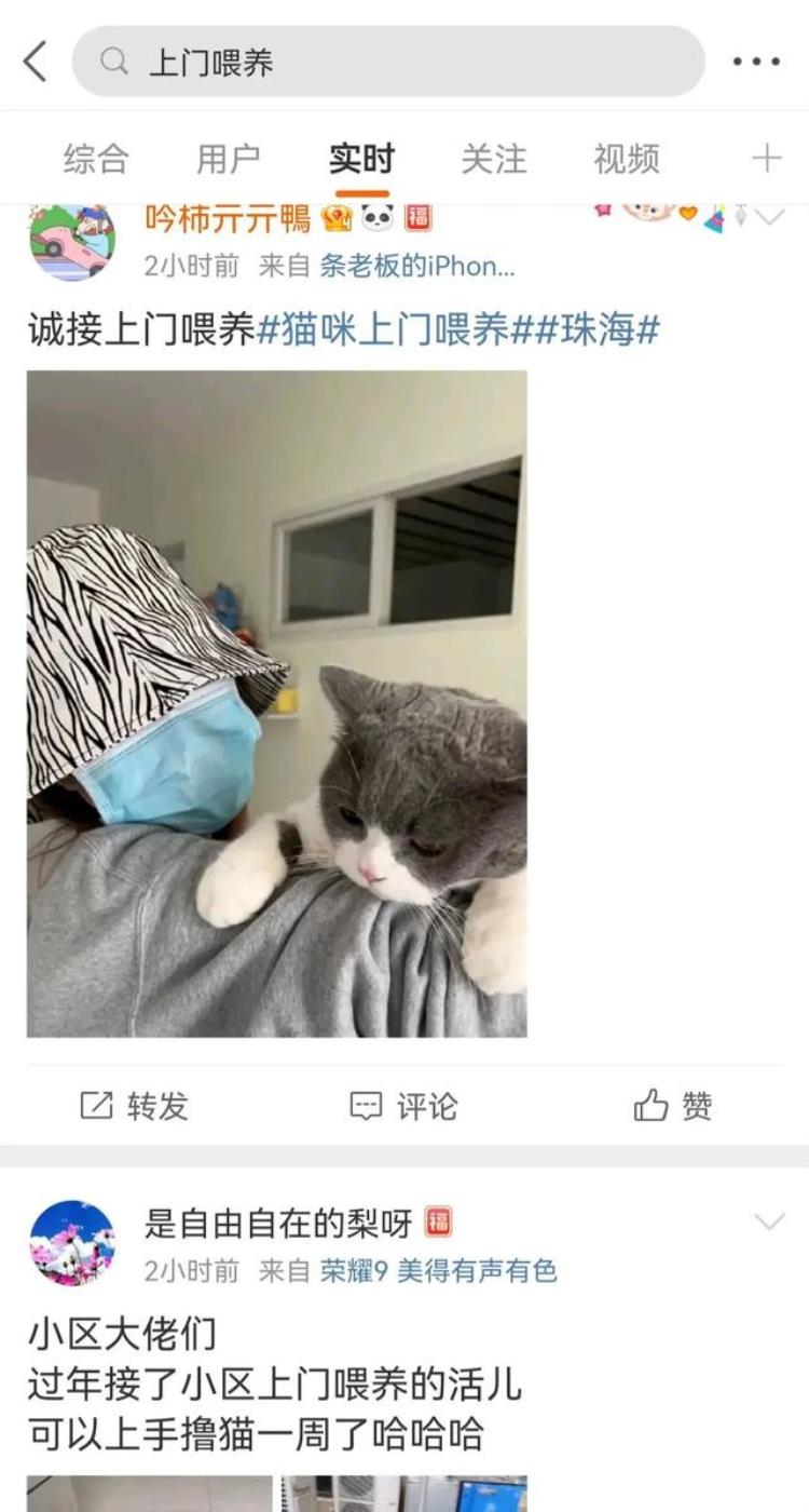 过年猫狗怎么办「拼了一年的打工人花3000元让猫狗就地过年」